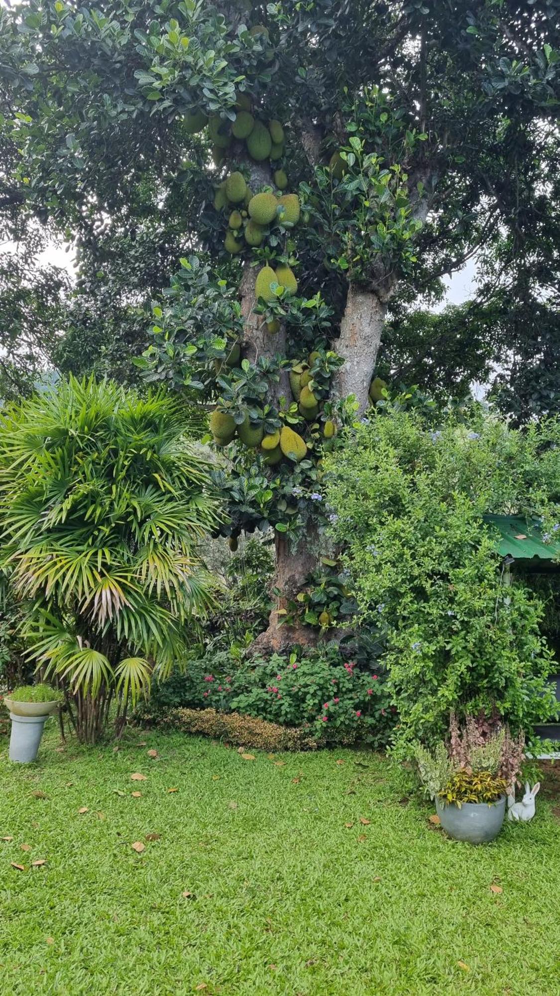 Sithara Estate Bungalow Ella Eksteriør bilde